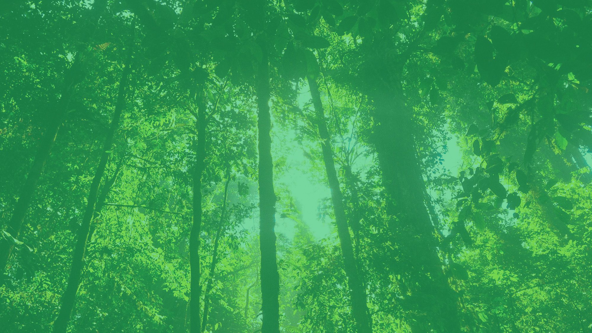 Asesoria jungle accent overlay